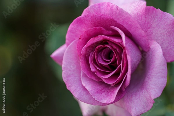 Obraz pink rose close up