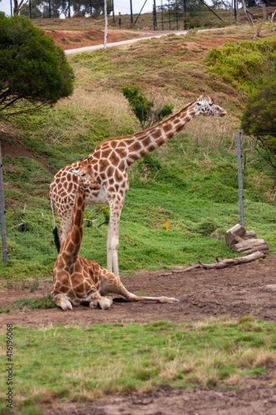 Fototapeta Animals in the Zoo