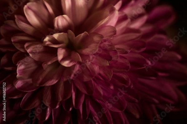 Fototapeta purple zinnia in soft light up close