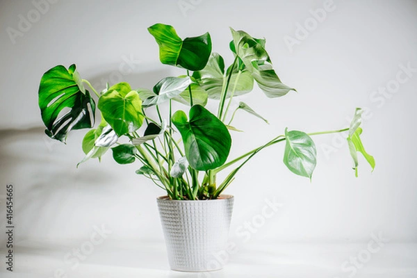 Fototapeta Image of a beautiful healthy monstera in a pot over white room wall. Top big leaves are holed, small ones are intact. It's growing well, stems handing in all directions.