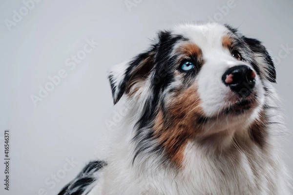 Fototapeta Trained pet with multicolored eyes in white background. Happy dog's portrait concepting trust and innocence.