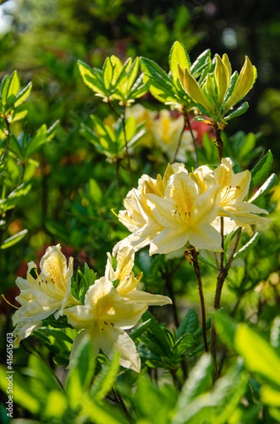 Fototapeta Yellow azalea flowers close up nature background