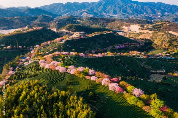 Fototapeta Aerial view of traditional Chinese tea garden, with blooming cherry trees on the tea mountain at dusk, in Yongfu cherry blossom garden in Longyan, Fujian, China