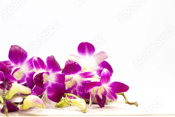 Fototapeta Purple Orchid Flowers are on white background with stone