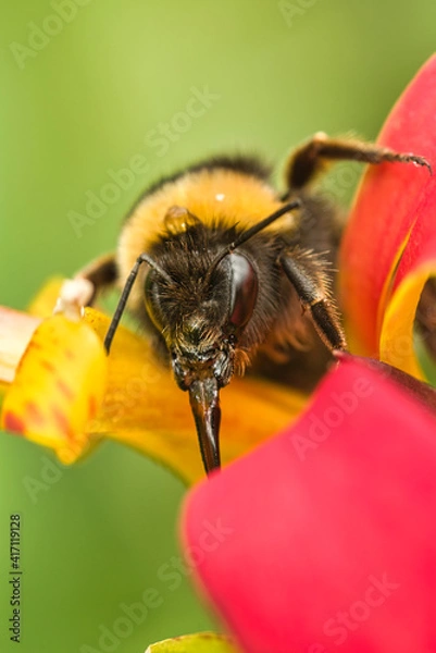 Fototapeta Macro photography