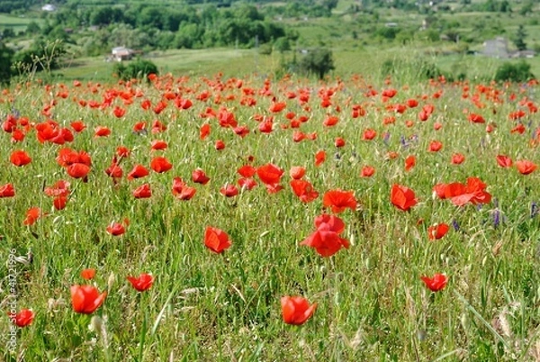 Fototapeta Campo di papaveri