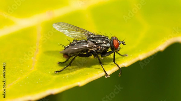 Obraz Common house fly