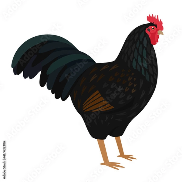 Fototapeta Dark Cornish rooster Breed of chickens Vector illustration Isolated object