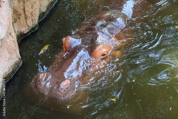 Fototapeta Hippo soak in water in summer hippo head