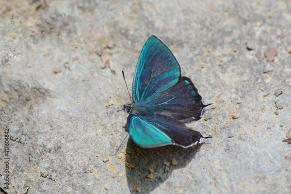 Fototapeta Favonius taxila