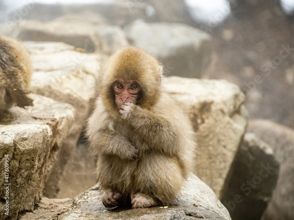 Fototapeta young Japanese macaque snow monkey by hot spring 3