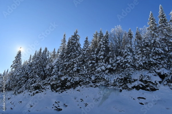 Fototapeta Snowy spruce trees under a blue sky, Québec