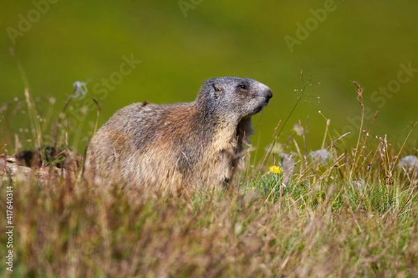 Fototapeta Shy alpine marmot, marmota marmota, looking aside on a meadow in mountains illuminated by summer sun. Wild animal in green grass with blurred background.