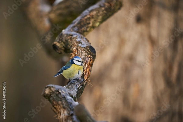 Fototapeta Blue Tit (Parus Caeruleus) cute blue and yellow songbird