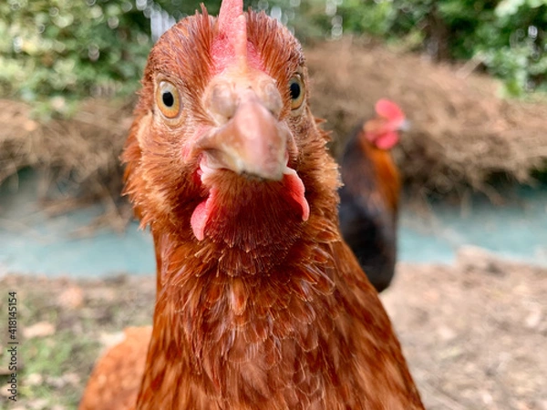 Fototapeta Gros plan sur la tête d'une poule rousse dans un jardin dans le Morbihan en Bretagne 