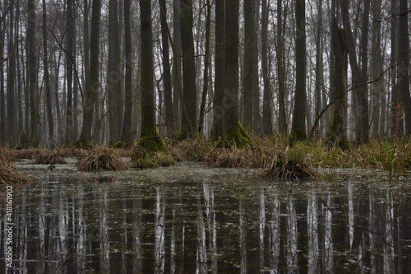 Fototapeta PIERWOTNY BAGIENNY LAS. REZERWAT PRZYRODY „OLSZYNY NIEZGODZKIE”. DOLINA BARYCZY, POLSKA.