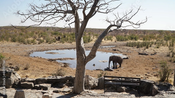 Fototapeta Elephant herd seen during a safari in the dry bush of Etosha National Park, Namibia.