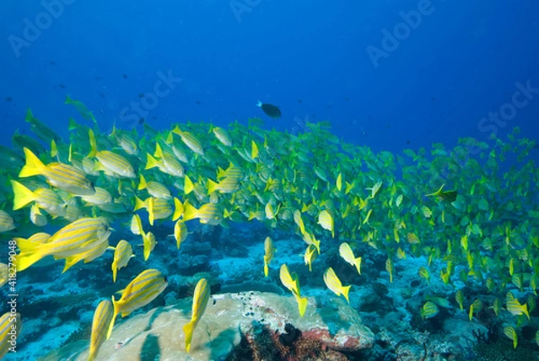 Fototapeta Coral reefs and shoals of fish in the Maldives.