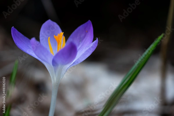 Fototapeta Purple crocus in the forest in February