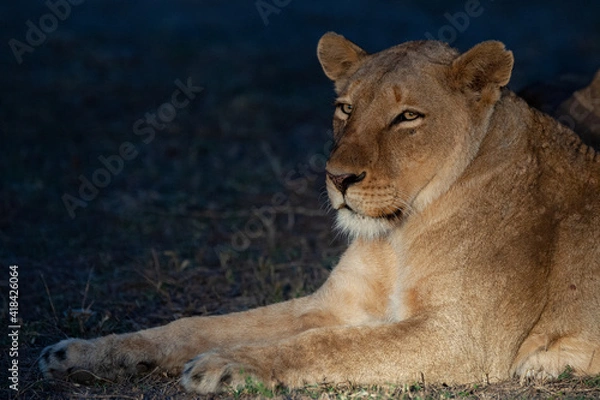 Fototapeta Female Lion seen on a safari in South Africa at night.