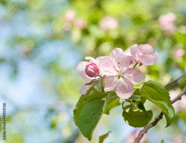 Fototapeta Spring flowers