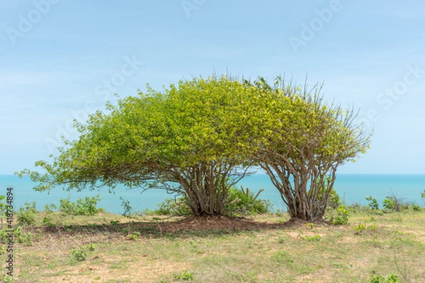 Fototapeta Arvore verde em contraste com o mar