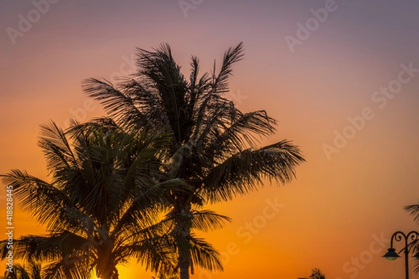 Fototapeta palm in sunset