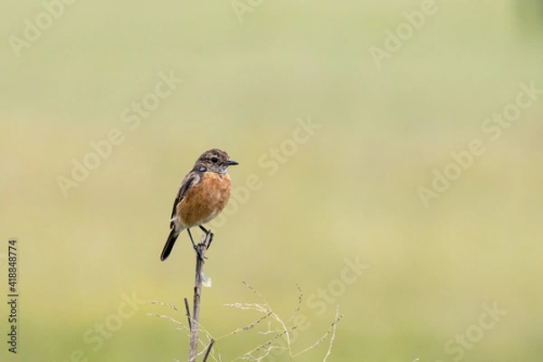 Fototapeta Birding in Secunda: African Stonechat