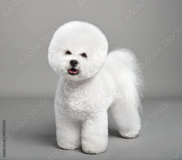 Obraz Funny white Bichon Frise