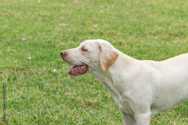 Fototapeta Labrador breed dog enjoying a rural environment