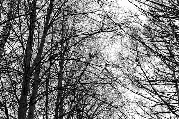 Obraz Russia, Lodeinoe Pole, December 2020. Abstract illustration of branches of a winter tree against a gray sky.