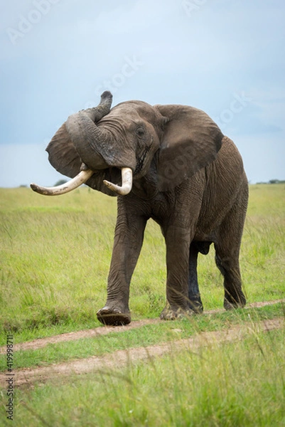 Obraz African bush elephant on track lifting trunk