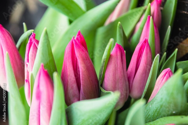 Obraz Bouquet of pink tulips close-up, a beautiful bouquet of tulips on the background of nature. Spring landscape. Floral background