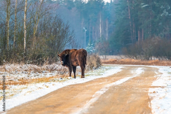 Fototapeta Wild European bisons on the field snow covered, landscape panorama