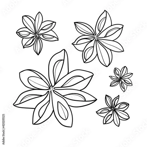 Fototapeta Anise set illustration on white. Anise sketch clipart. Anise star minimal