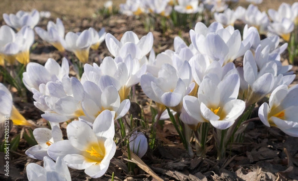 Fototapeta white crocuses blooms in early spring