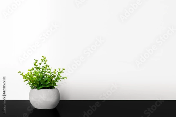 Obraz Green plant in a pot. Dark background.