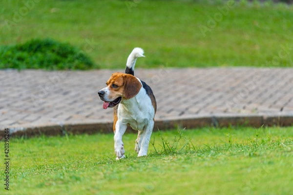 Fototapeta One beagle dog playing on grass at outdoor park