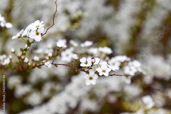 Fototapeta spiraea thunbergii