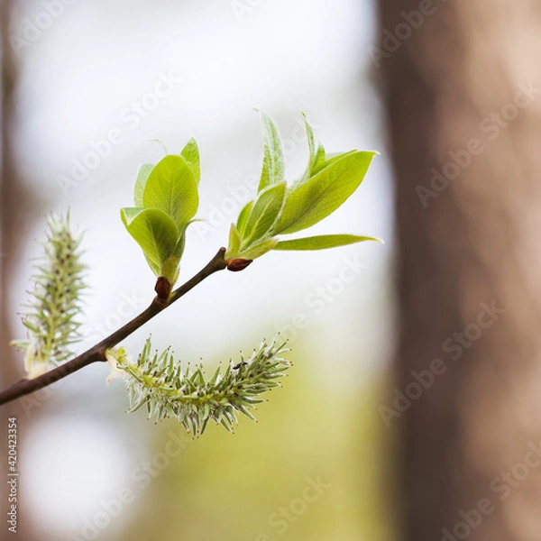 Fototapeta Soft tender minimal blossoming springtime poster. Beautiful sunlight spring park nature, macro view tree branch with first green leaves and buds. Shallow depth of field, selective focus