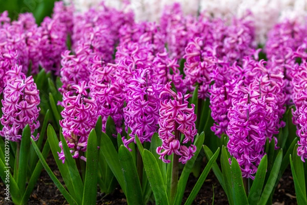 Obraz hyacinth flowers close-up in the garden