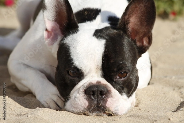 Fototapeta Französische Bulldogge