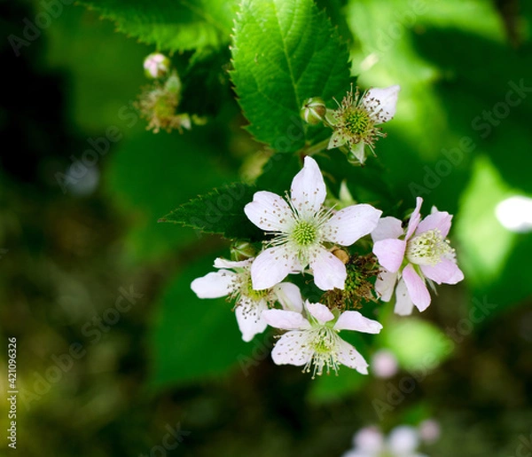 Fototapeta The concept of a plant background. The flowering of blackberry bushes in summer. Pink flowers on BlackBerry bushes, selective focus