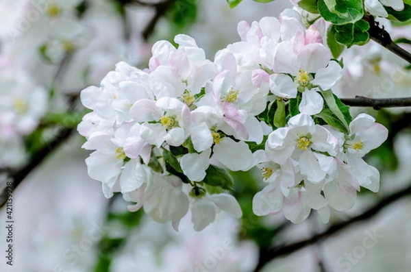 Fototapeta Beautiful white flowers of blooming apple tree