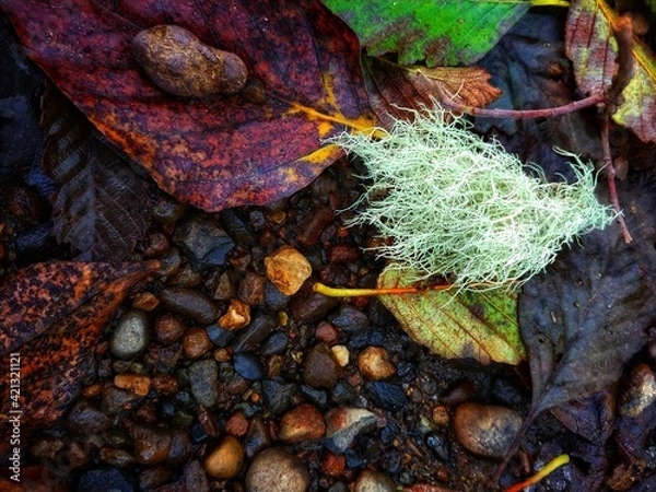 Fototapeta autumn leaves on stone