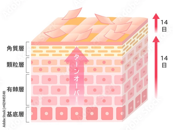 Fototapeta ターンオーバーのしくみ　肌の断面図