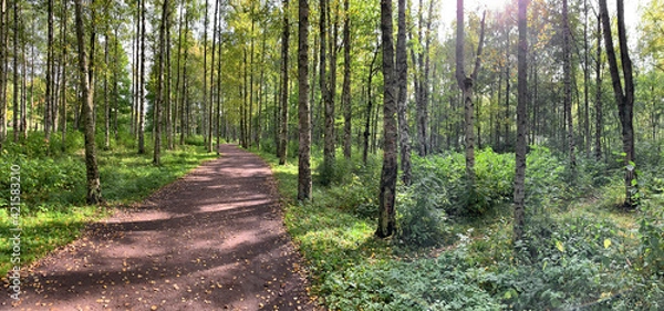 Fototapeta Panorama of first days of autumn in a park, long shadows of trees, blue sky, Buds of trees, Trunks of birches, sunny day, path in the woods, yellow leafs