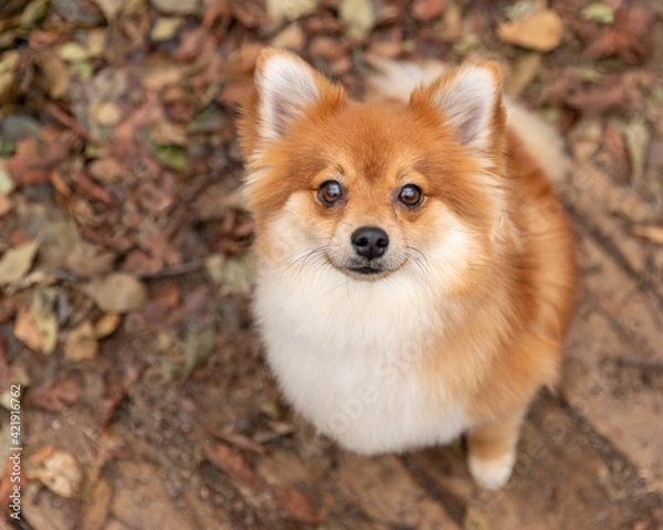 Fototapeta A red pomeranian dog in fall