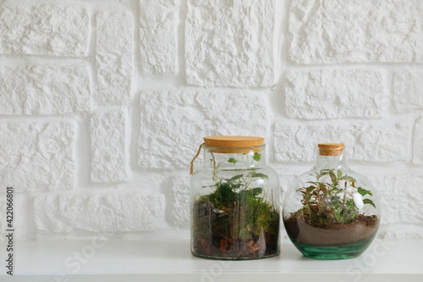 Fototapeta Glass terrarium next to the other . self ecosystem. terrarium bottle. ecological system.  gardening. house plants. copy space	