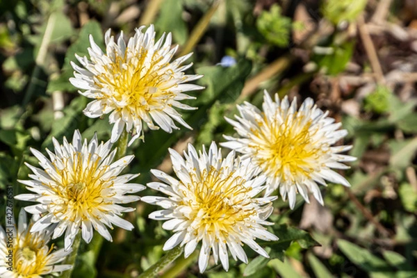 Fototapeta White Dandelions; Wild Flowers